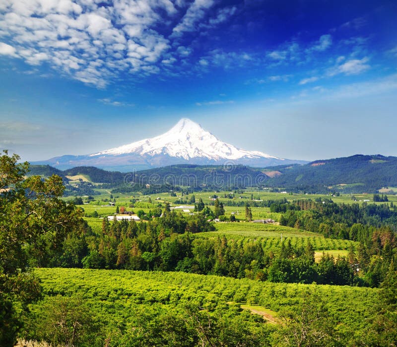 Mount hood and hood river valley in a bright day. Mount hood and hood river valley in a bright day