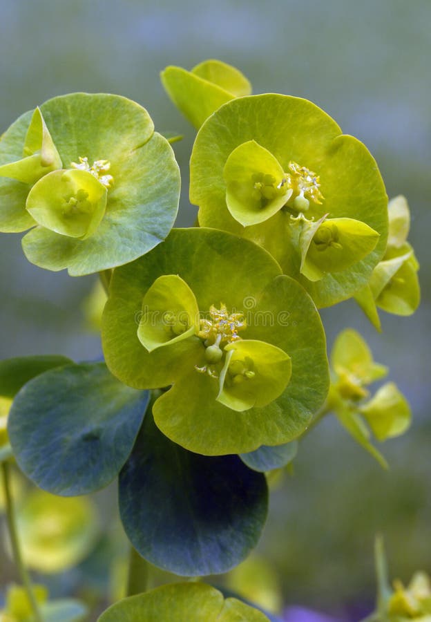 Details of tiny wood spurge flowers surrounded by cup-shaped yellowish-green bracts in spring, isolated against a greyish-green background. Euphorbia amygdaloides var. robbiae commonly known as Mrs. Robbs Bonnet or Wood Spurge. Details of tiny wood spurge flowers surrounded by cup-shaped yellowish-green bracts in spring, isolated against a greyish-green background. Euphorbia amygdaloides var. robbiae commonly known as Mrs. Robbs Bonnet or Wood Spurge