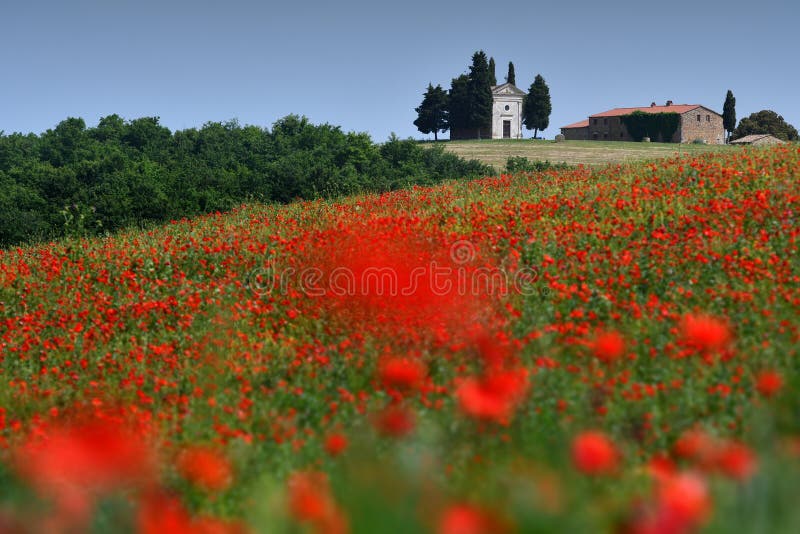 Cappella Di Vitaleta oder Vitaleta-Kapelle nahe Pienza in Toskana Schönes Feld von roten Mohnblumen und die berühmte Kapelle auf lizenzfreie stockfotografie Cappella Di Vitaleta oder Vitaleta-Kapelle nahe Pienza in Toskana Schönes Feld von roten Mohnblumen und die berühmte Kapelle auf lizenzfreie stockfotografie