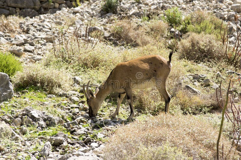 One Capra Aegagrus Cretica Wild Animal in Greek Mountains, Eating Grass on  Stones Stock Photo - Image of greece, animal: 112280704