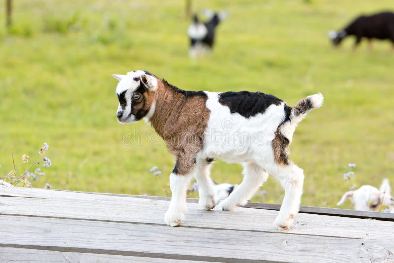 Capra bianca e nera di Brown, del neonato del bambino che gioca nel prato immagini stock Capra bianca e nera di Brown, del neonato del bambino che gioca nel prato immagini stock