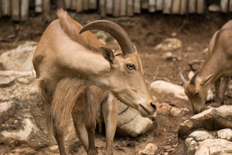 Capra con i corni in zoo normalmente nelle zone di montagna ma a volte sulle aziende agricole per il suo latte o carne immagini stock Capra con i corni in zoo normalmente nelle zone di montagna ma a volte sulle aziende agricole per il suo latte o carne immagini stock