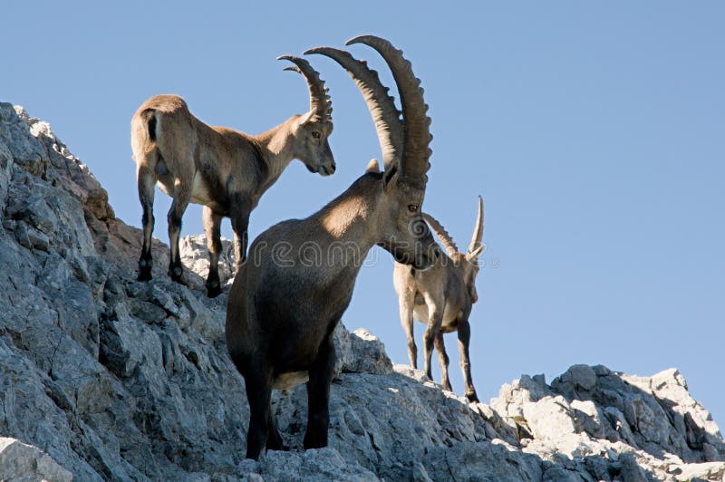 Capra ibex fotografie stock Capra ibex fotografie stock