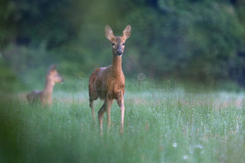 Capreolus capreolus, Roe Deer.