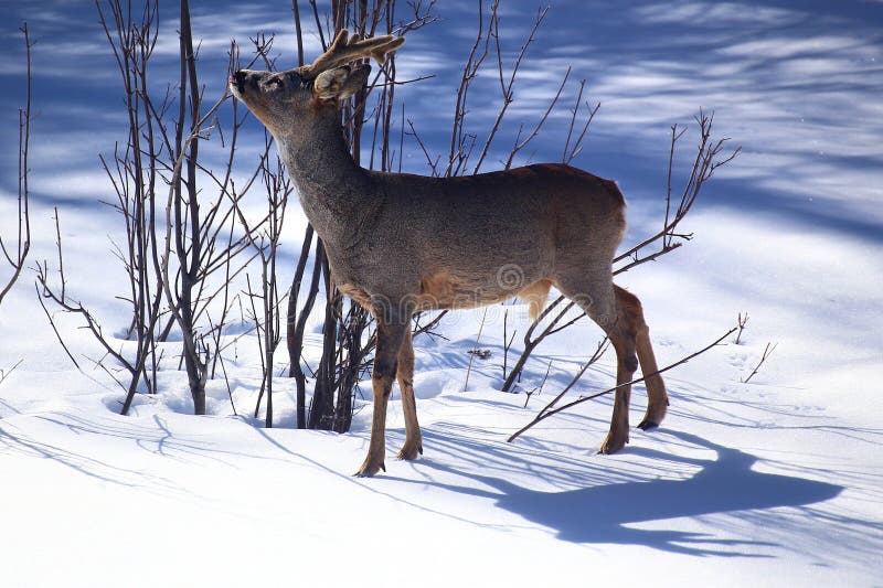 Roe deer (Capreolus capreolus) feeding on a shrub on sunny winter day. Roe deer (Capreolus capreolus) feeding on a shrub on sunny winter day.