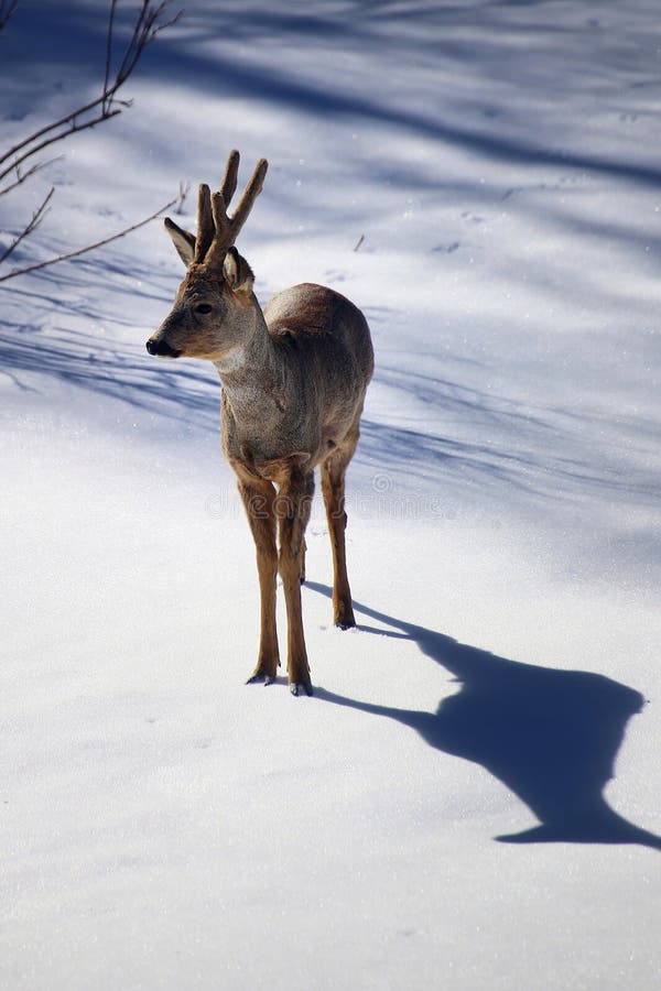 Roe deer (Capreolus capreolus) on sunny winter day. Roe deer (Capreolus capreolus) on sunny winter day.