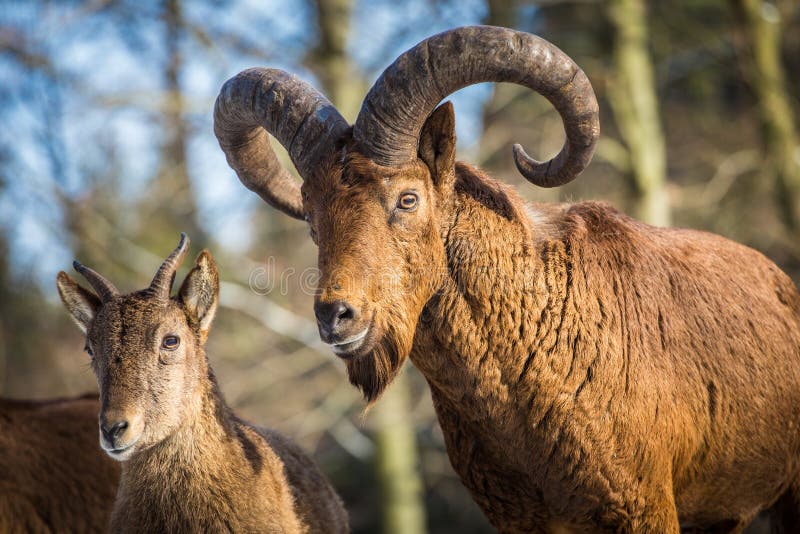 Capricorn stock photo. Image of bighorn, animal, triglav - 37467574