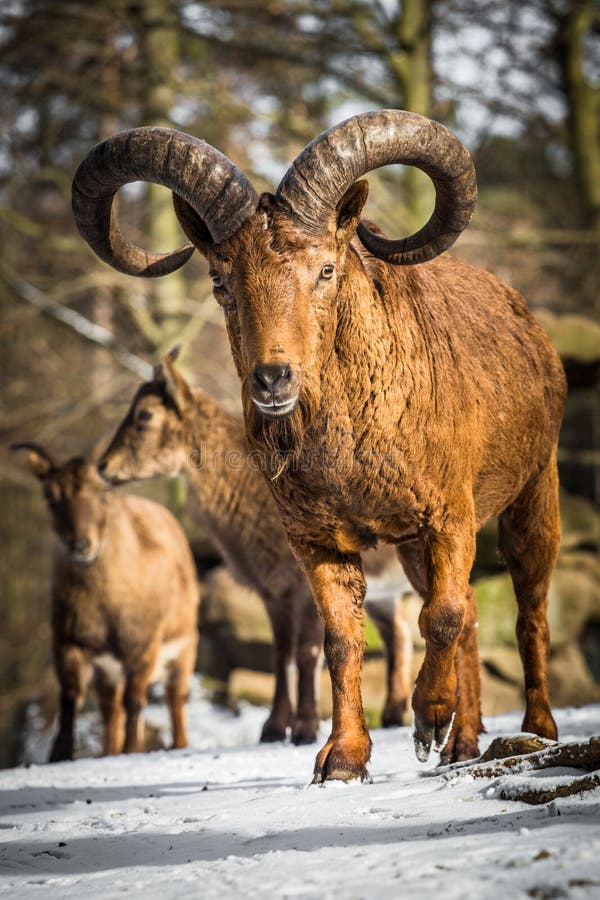 Capricorn stock photo. Image of head, alpine, horned - 37468414