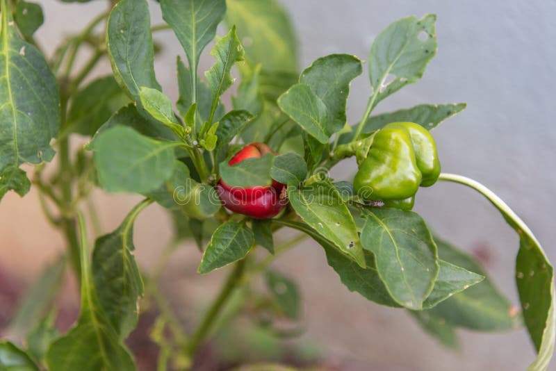 Capsicum annuum fruits known as Dwarf Peppers or Mini Red Peppers stock image Capsicum annuum fruits known as Dwarf Peppers or Mini Red Peppers stock image