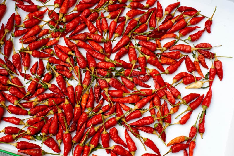 Capsicum ânuo imagens de stock royalty free Capsicum ânuo imagens de stock royalty free