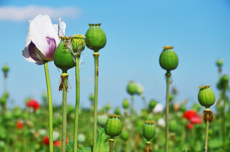 Poppy fields are legal in Czech republic. European people eat poppy as spice for breads or cakes infill. In Afghanistan its source opium, morphine and heroin drug. Poppy fields are legal in Czech republic. European people eat poppy as spice for breads or cakes infill. In Afghanistan its source opium, morphine and heroin drug.