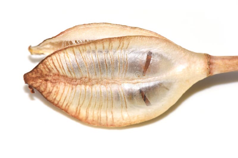 Capsule de graine de Brown de tulipe sauvage images libres de droits