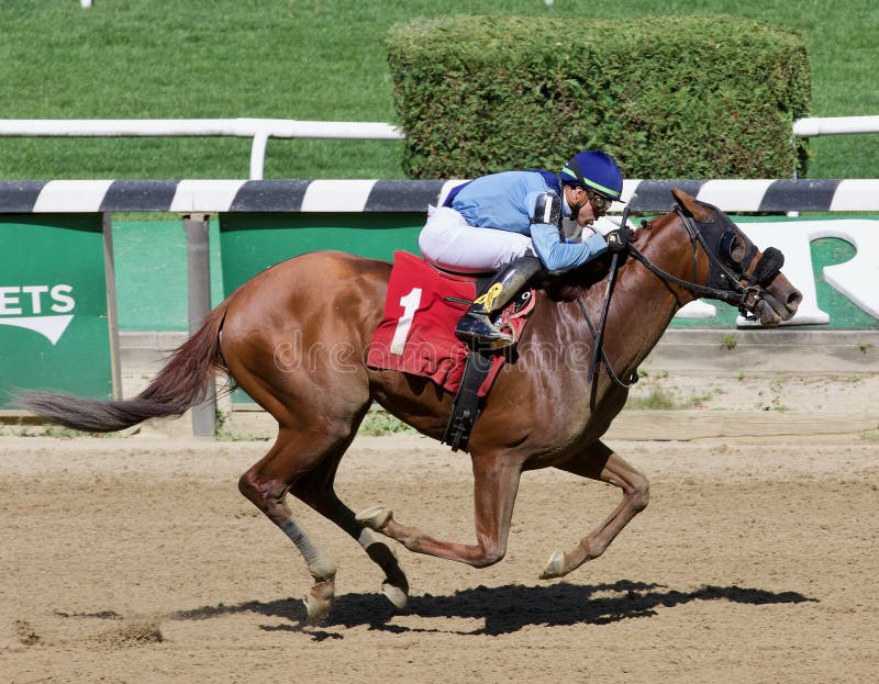 Captain Bombastic winning his maiden over a group of high priced prospects in his first start at Belmont Park. First Deputy and Hellbender finished second and third as this chestnut two year old drew away from the competition with jockey Irad Ortiz jr. in the saddle.

Fleetphoto. Captain Bombastic winning his maiden over a group of high priced prospects in his first start at Belmont Park. First Deputy and Hellbender finished second and third as this chestnut two year old drew away from the competition with jockey Irad Ortiz jr. in the saddle.

Fleetphoto