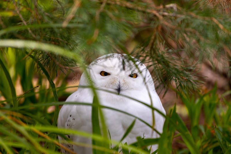 Captivating Snowy Owl Spotted in the North Pole: Rare Sighting of Bubo ...