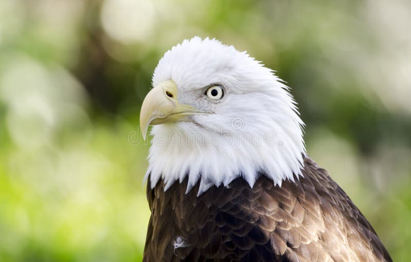 Captive Bald Eagle portrait, Bear Hollow Zoo, Athens Georgia USA royalty free stock photo Captive Bald Eagle portrait, Bear Hollow Zoo, Athens Georgia USA royalty free stock photo