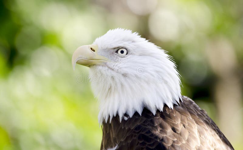 Captive Bald Eagle portrait, Bear Hollow Zoo, Athens Georgia USA