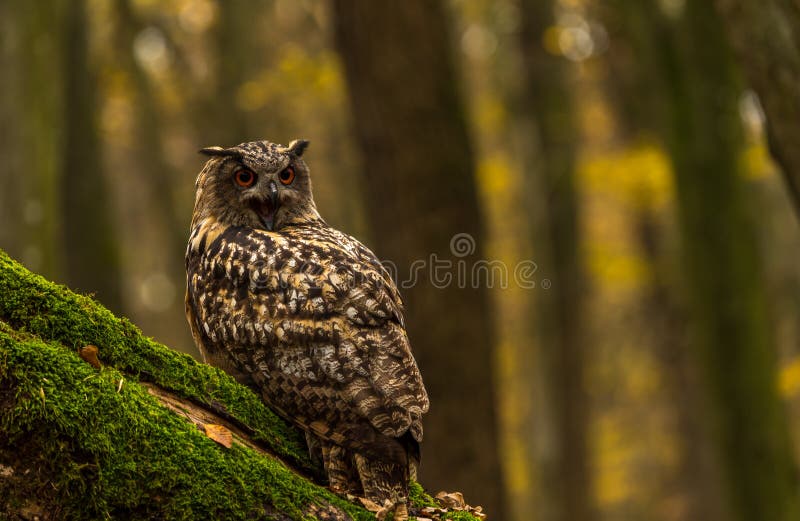 An eurasian eagle owl