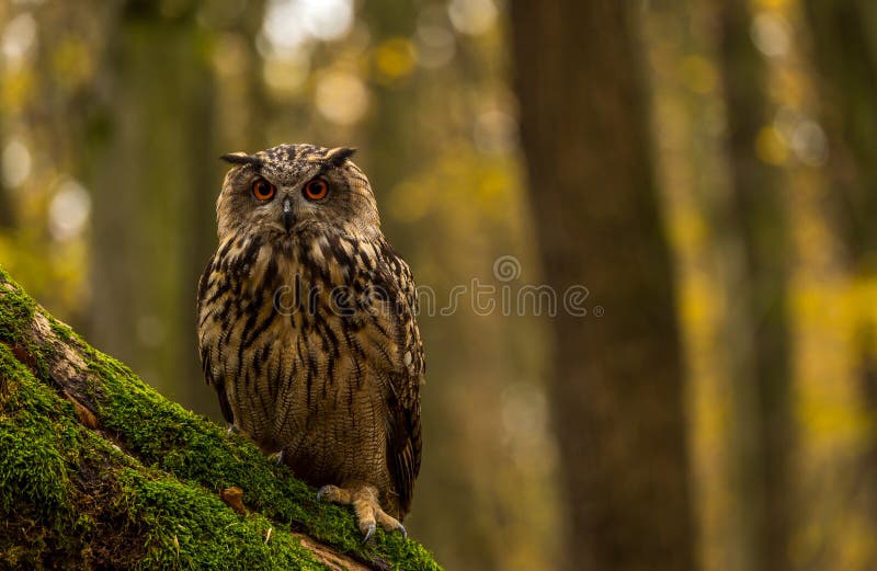 An eurasian eagle owl