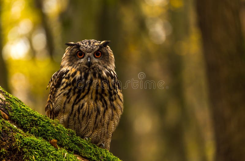 An eurasian eagle owl