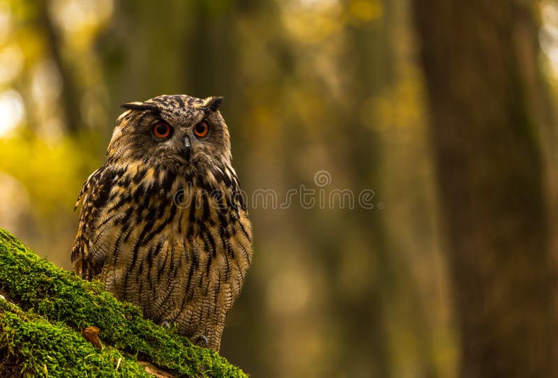 An eurasian eagle owl