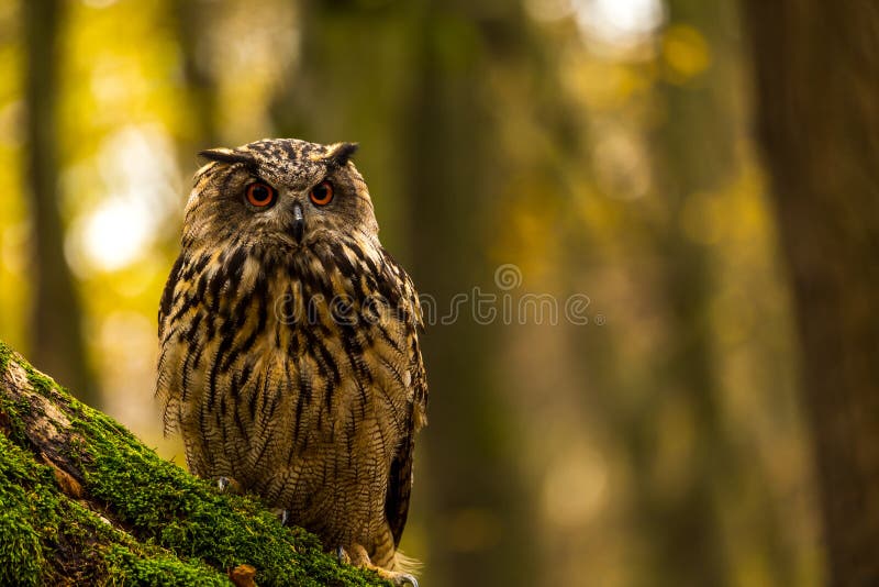 An eurasian eagle owl