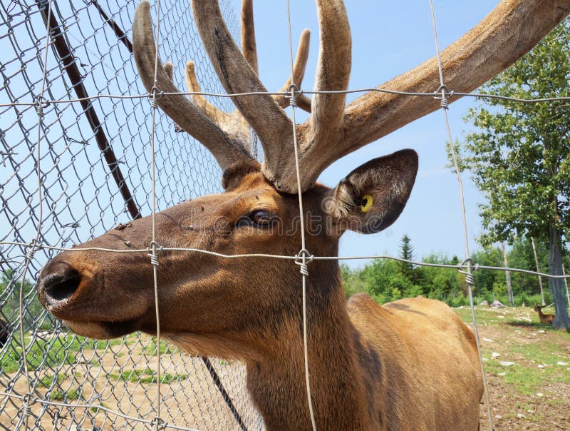 Captive elk looking through fence