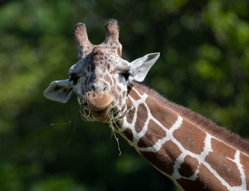 Captive Giraffe Feeding At A Zoo Stock Image - Image of chewing