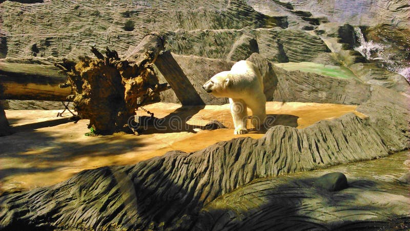 Polar bear in the ZOO stock photography Polar bear in the ZOO stock photography