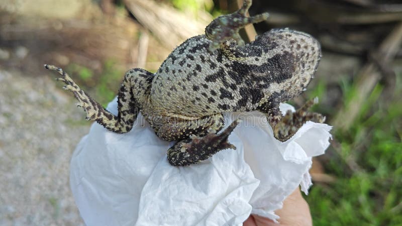 Captura cercana del único sapo negro salvaje. metrajes