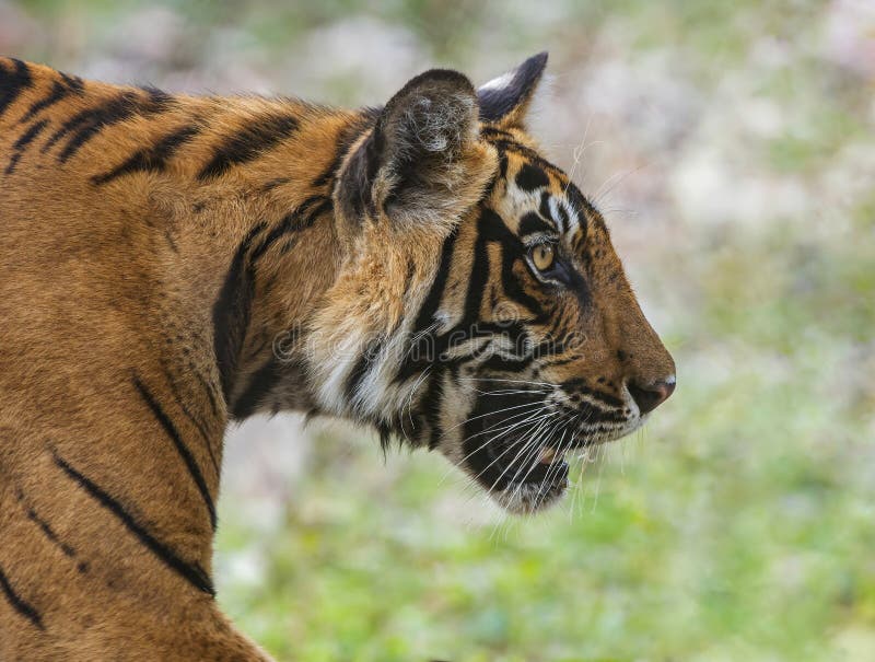 Captura de cabeza de tigre, Panthera tigris en Ranthambhore, en Rajasthan, India foto de archivo libre de regalías Captura de cabeza de tigre, Panthera tigris en Ranthambhore, en Rajasthan, India foto de archivo libre de regalías