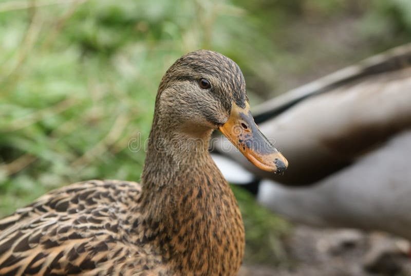Captura de cabeza de una linda pato mallard, Anas platyrhynchos, parada a orillas de un lago fotos de archivo libres de regalías Captura de cabeza de una linda pato mallard, Anas platyrhynchos, parada a orillas de un lago fotos de archivo libres de regalías
