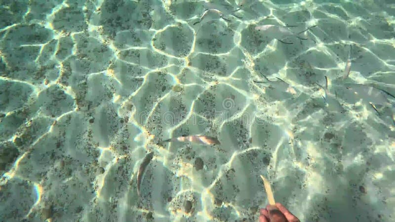 Captura de cerca de peces alimentados bajo el agua en la isla de ad dimaniyat en omán. almacen de video