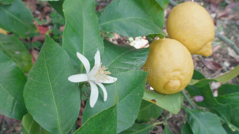Captura de dos limones maduros y una flor blanca de limón que crece en una rama de árbol verde metrajes