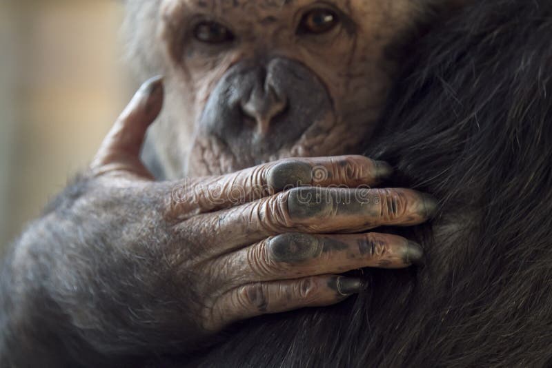 Fundo Close Up Do Rosto De Um Chimpanzé Preto Fundo, Foto De Um