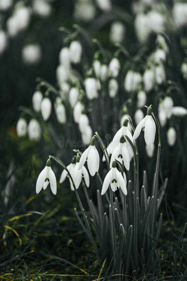 Captura de neves em um campo verde fotos de stock royalty free