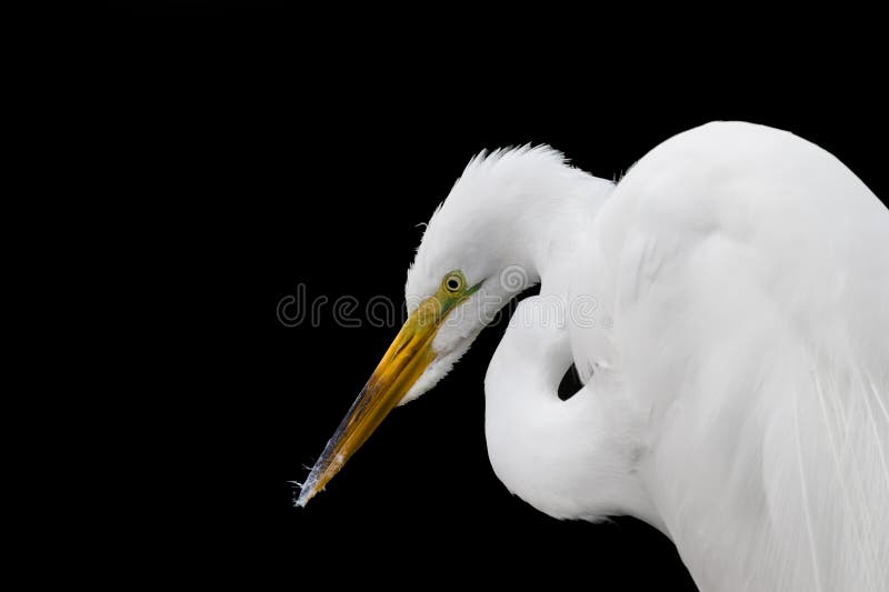 Captura de pantalla del ave Great Egret con fondo negro fotos de archivo