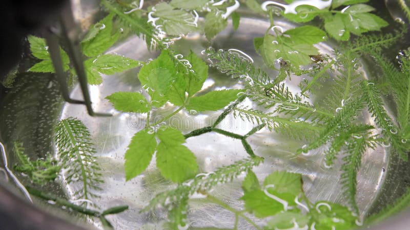 Captura de pantalla del chef tomando hierba microverde con pinzas para cocinar en la cocina Vista superior metrajes