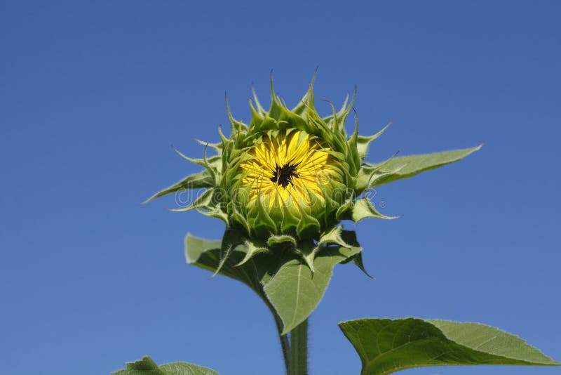 196 Macro De Un Girasol Cerrado Fotos de stock - Fotos libres de regalías  de Dreamstime