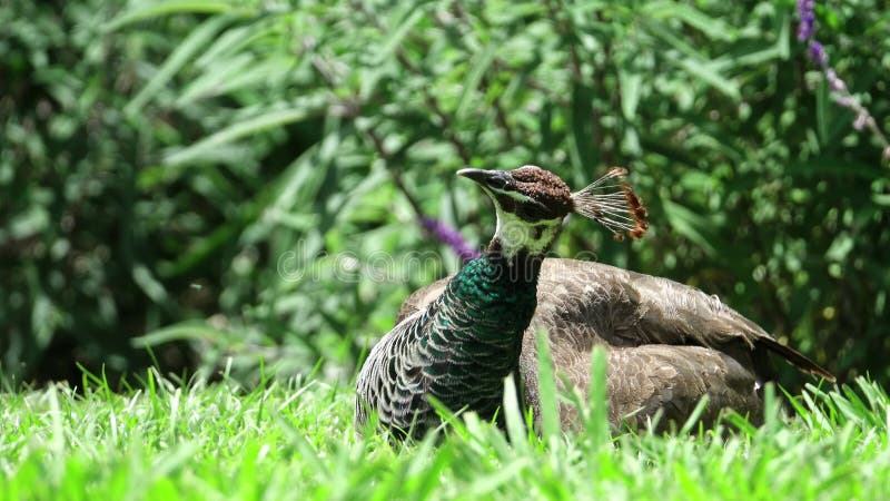 Captura de pantalla de un pavo real maduro descansando en el prado almacen de video