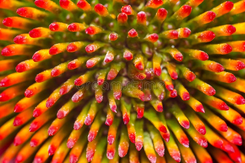 Captura extrema de los detalles internos de la flor de Cone imagen de archivo