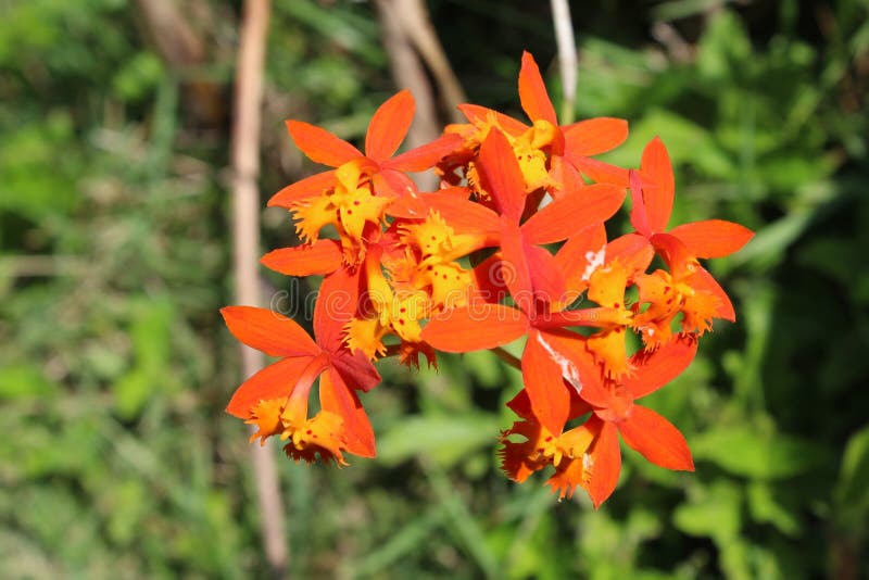 Orquídea De Crucifixo Laranja 835312 Foto de Stock - Imagem de lima,  flores: 175113074