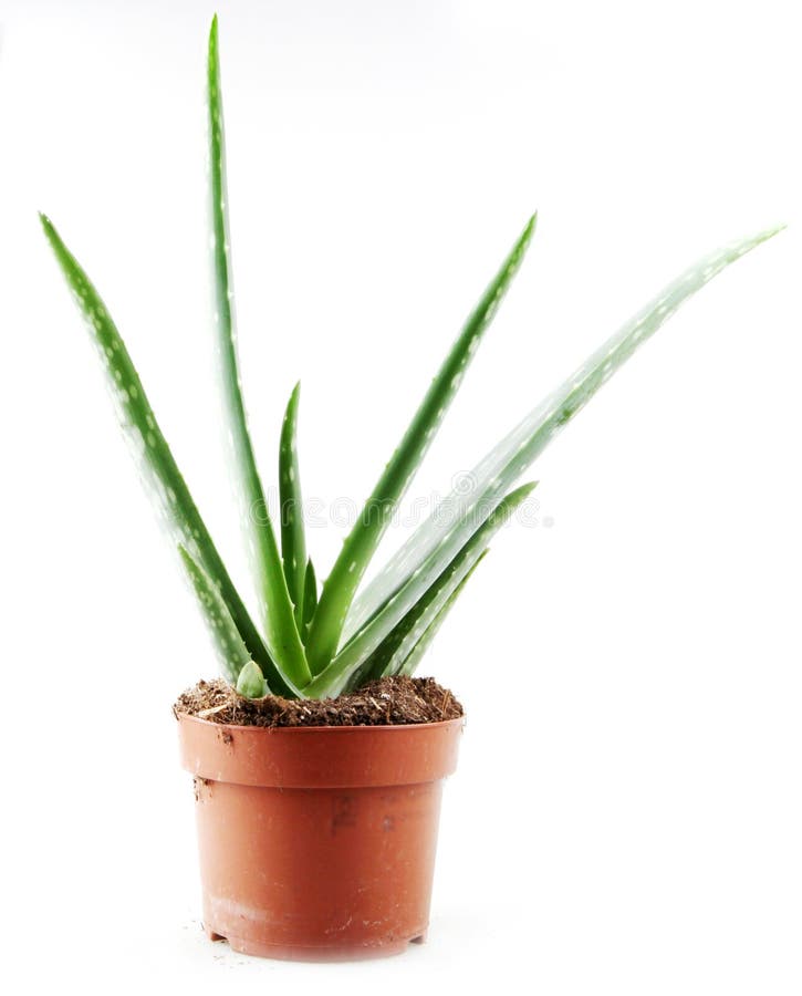 Captura vertical de una planta de aloe vera en una olla de arcilla aislada en fondo blanco imagenes de archivo