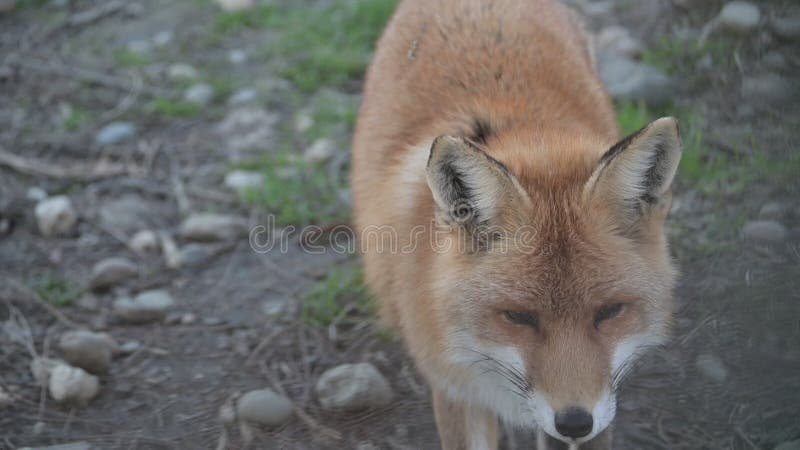 Capture d'écran de renard curieux dans son habitat naturel en journée clips vidéos