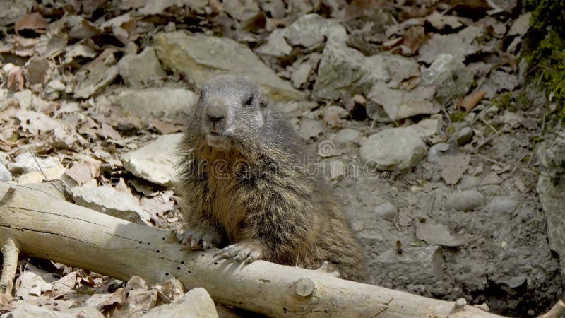 Capture d'écran d'un marmotte se reposant sur une rondelle dans une vallée rocheuse par beau temps banque de vidéos