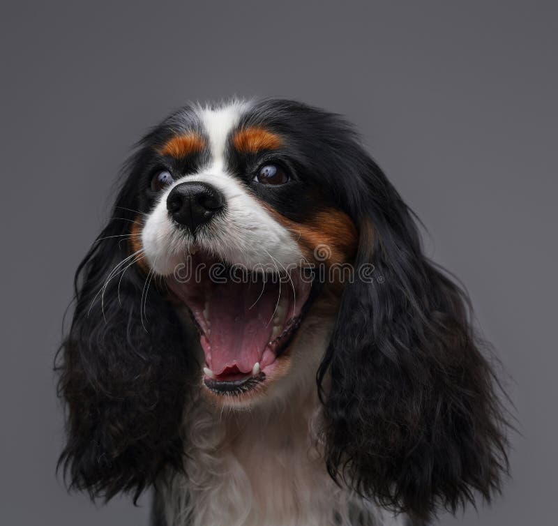 Capture d'écran d'un petit chien en colère hurlant sur fond gris. Studio photo d'un animal canin en colère avec de longues oreilles et une fourrure moelleuse hurlant isolé sur gris.