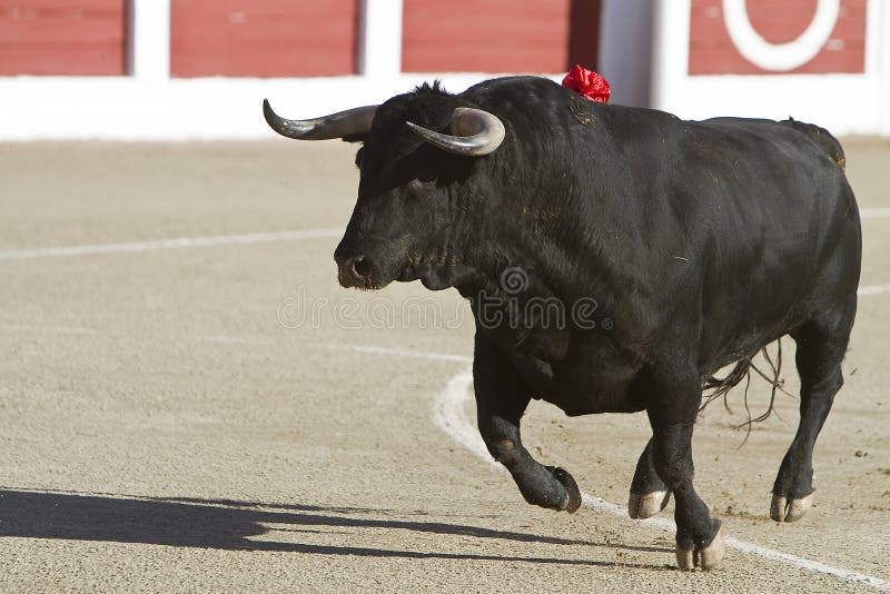 Capture du chiffre d'un taureau courageux dans une corrida