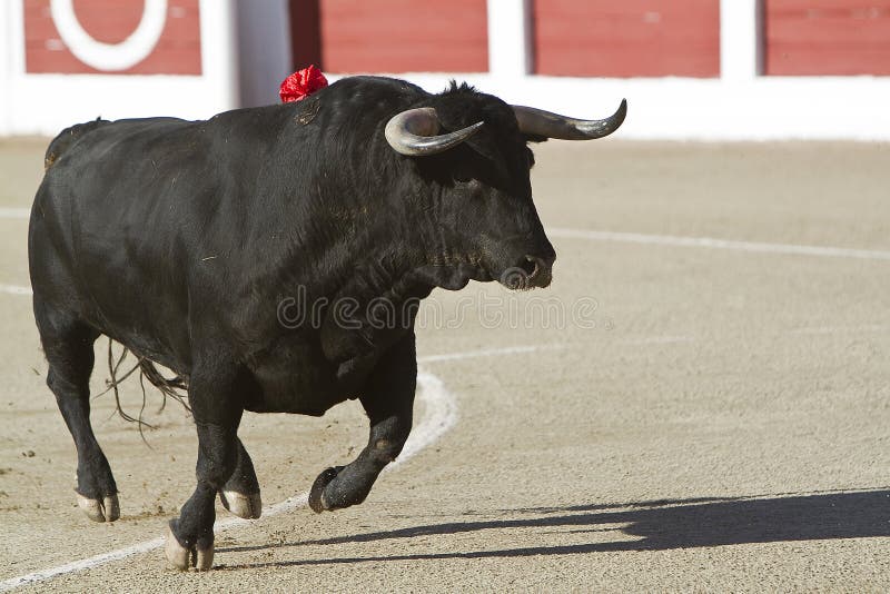 Pin de Ricardo Serrano en Toros Toros de lidia, Toros, Toros bravos