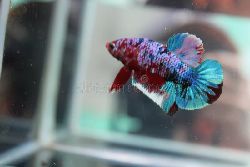 koi colored betta fish