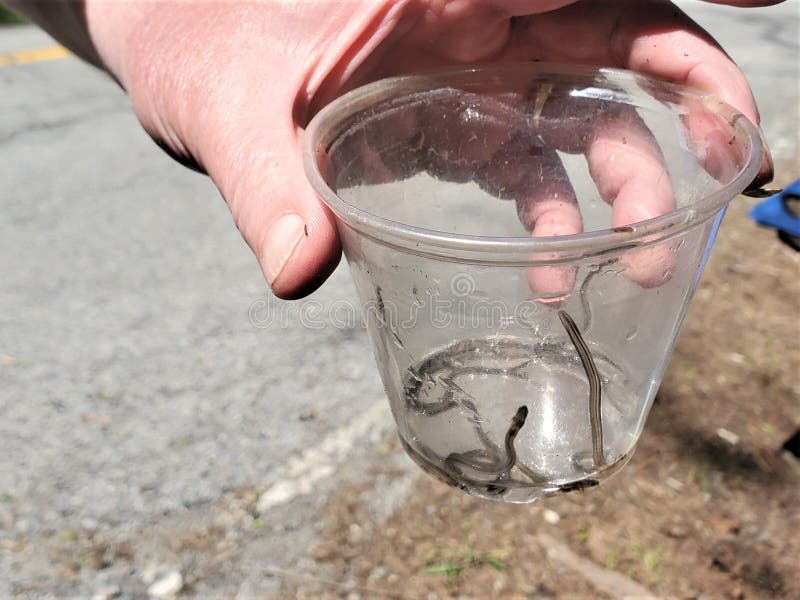 Glass Eels Captured and Contained in Clear Plastic Cup Stock Image - Image of decline, baby: 224115505 Glass Eels Captured and Contained in Clear Plastic Cup Stock Image - Image of decline, baby: 224115505