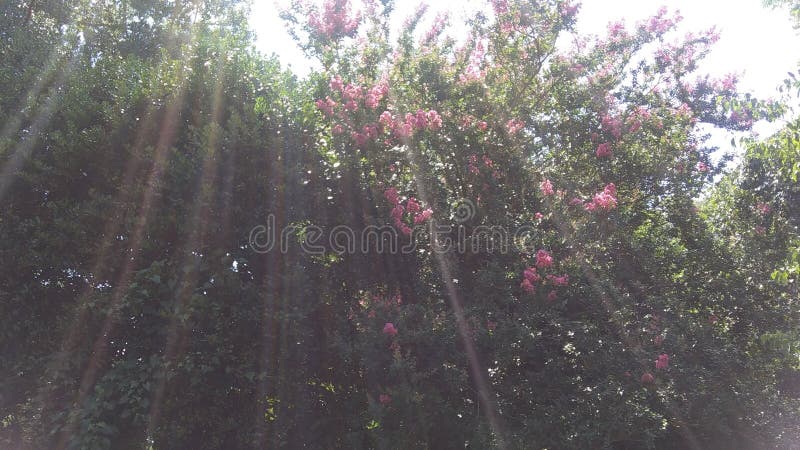 Capturing sunlight accross trees. Capturing sunlight stock images, royalty-free photos and pictures